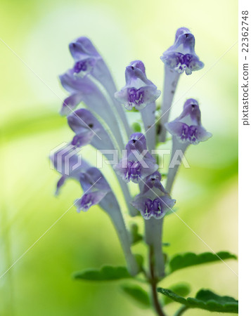 藍紫羅蘭葉子腹部草 藍紫羅蘭葉子腹部草 22362748