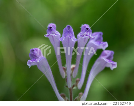 Blue-violet leaf belly grass Blue-violet leaf belly grass 22362749