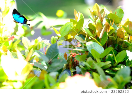 Lucky butterfly Ulysis 22362833