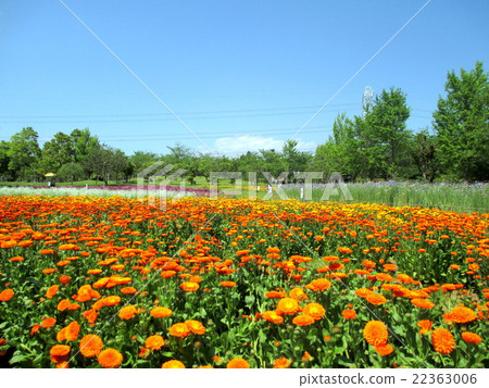 花場金盞草 22363006