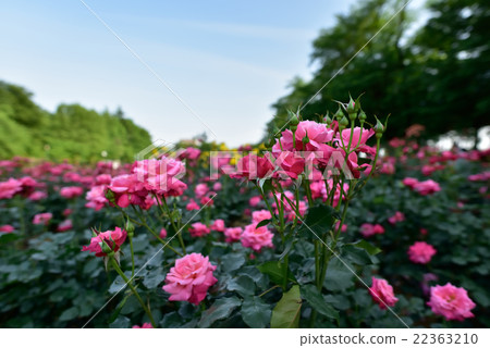 Yono Park玫瑰節 22363210