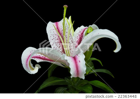 lily flower isolated on black background 22363448