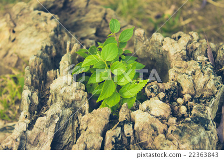 Grasses blooming in trees 22363843