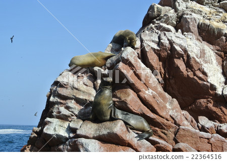 Bajestos Island Bajestos Island 22364516