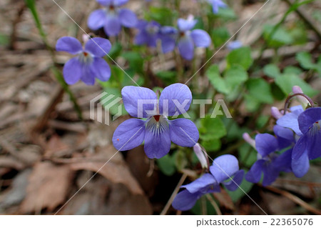 Violet at the foot of Mount Hakuba 22365076