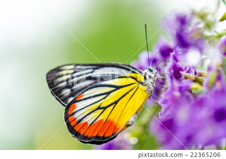 Painted Jezebel colorful butterfly Painted Jezebel colorful butterfly 22365206