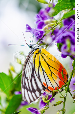 Painted Jezebel colorful butterfly Painted Jezebel colorful butterfly 22365207