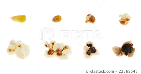 Roasting corn kernel into a popcorn isolated 22365543
