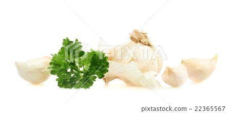 Garlic with a parsley beam Garlic with a parsley beam 22365567
