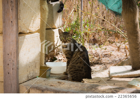 Maltese cat 22365656