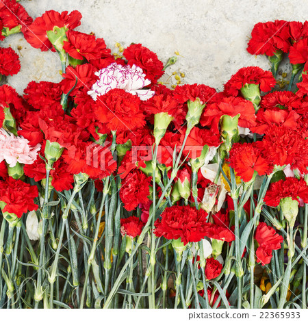 Pile of red dianthus flowers Pile of red dianthus flowers 22365933