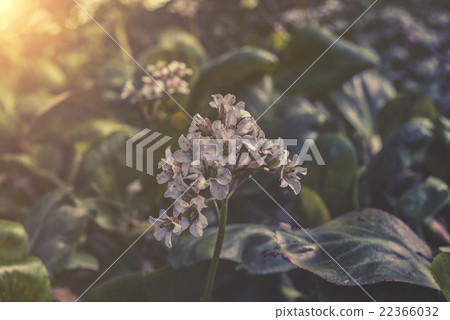 close up on white Heartleaf Bergenia  22366032