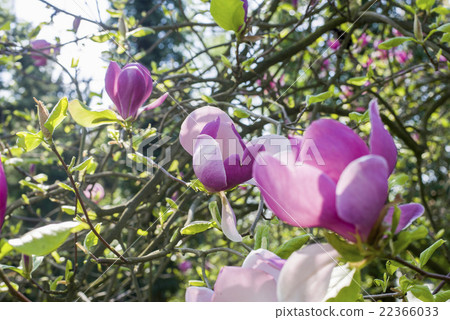 Saucer magnolia (Magnolia x soulangeana) 22366033