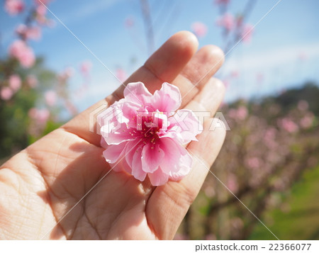 Sakura in thailand 22366077