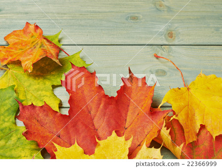 Maple leaves over the wooden boards 22366999