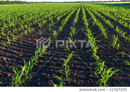 Corn field Corn field 22367205
