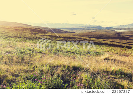Polar tundra Polar tundra 22367227