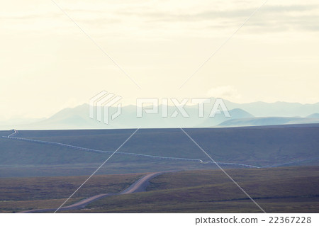 Polar tundra Polar tundra 22367228