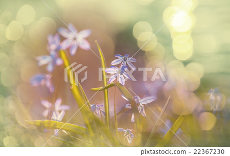 Spring flowers Spring flowers 22367230