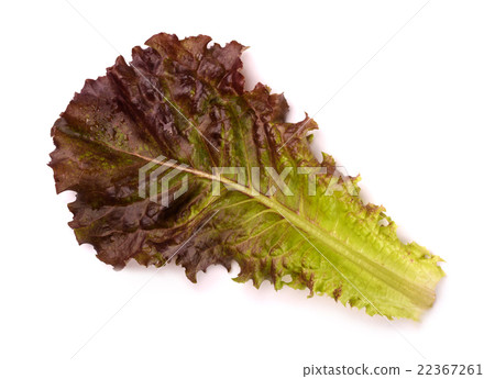 Lettuce leaf Lettuce leaf 22367261