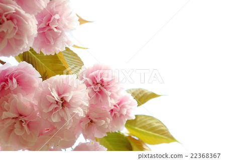 雙櫻花 雙櫻花 22368367