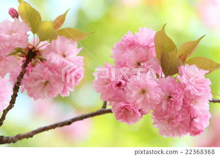 雙櫻花 雙櫻花 22368368