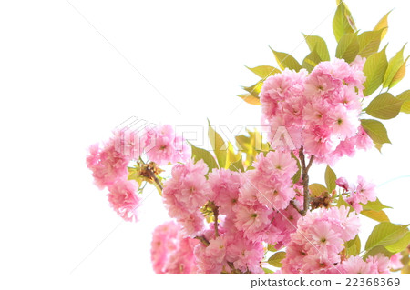 雙櫻花 雙櫻花 22368369