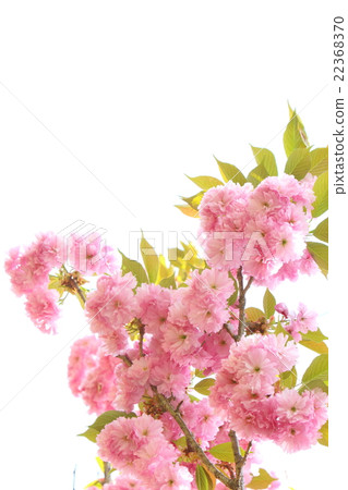 雙櫻花 雙櫻花 22368370
