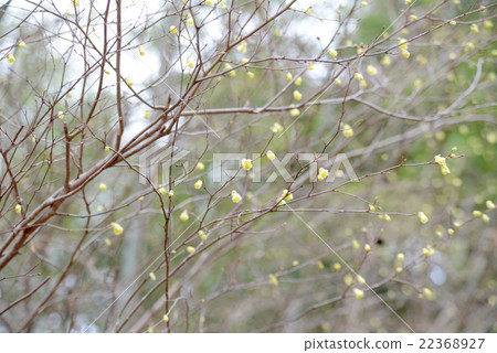 Hinata Mizuki 22368927