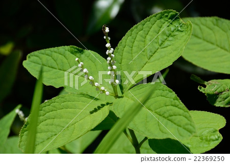 鮮花盛開 鮮花盛開 22369250