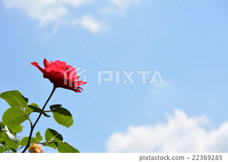 Rose of spring Rose of spring 22369285