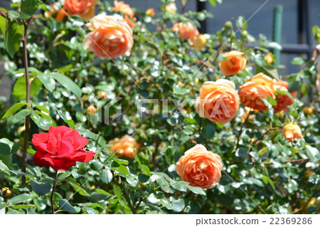 Rose of spring Rose of spring 22369286