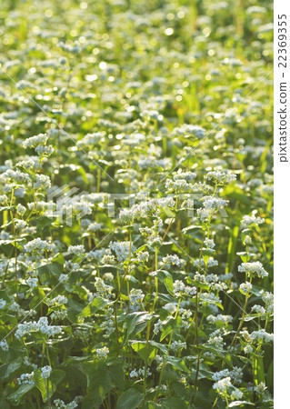 Buckwheat flowers 22369355