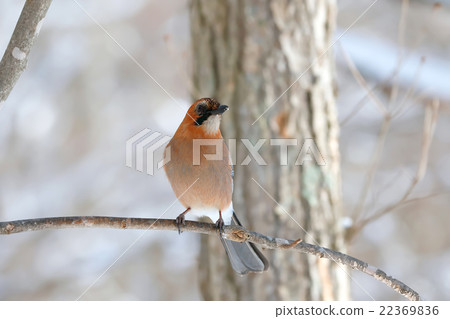 Miyamakakesu - Eurasian jay Miyamakakesu - Eurasian jay 22369836