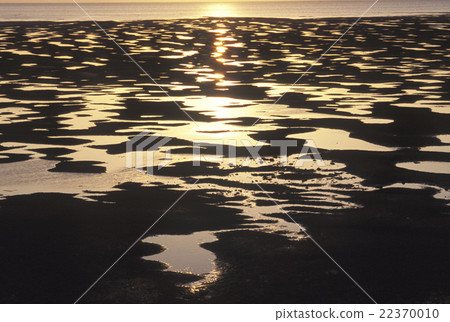 Aya of tidal flats of Ginoza village, Okinawa prefecture 22370010