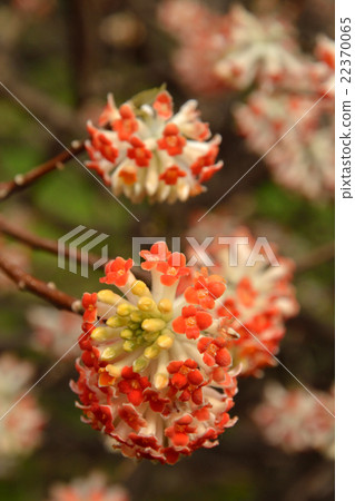 Tree · Akabana Mittsuma Dentomidae 22370065