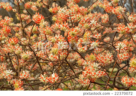 Tree · Akabana Mittsuma Dentomidae 22370072