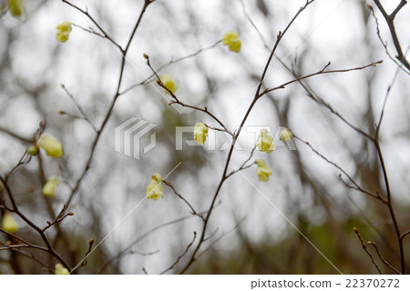 Hinata Mizuki 22370272