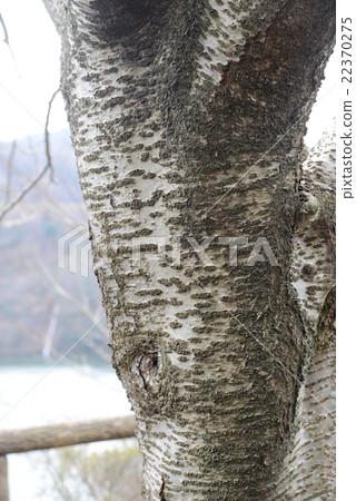 木櫻桃莖 木櫻桃莖 22370275