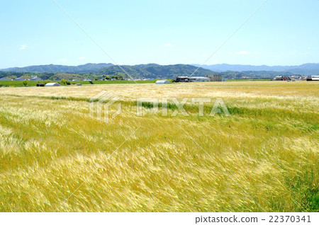 Wheat field dancing in the wind 22370341