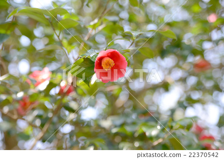 山茶花 山茶花 22370542