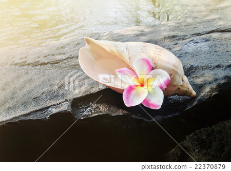 Pink flowers frangipani in sea conch shell on the waterwal rock Pink flowers frangipani in sea conch shell on the waterwal rock 22370879