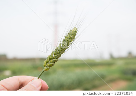 wheat in hands wheat in hands 22371034