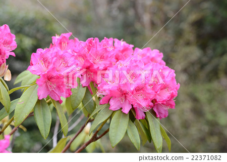 Rhododendron Rhododendron 22371082