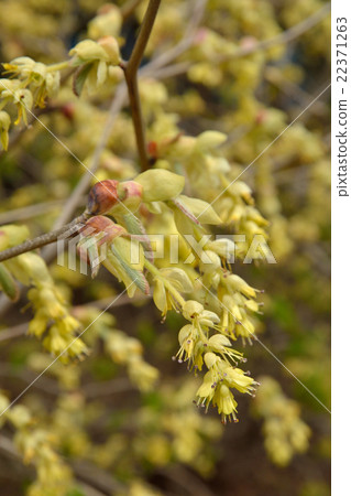 樹·Trisa樹 22371263