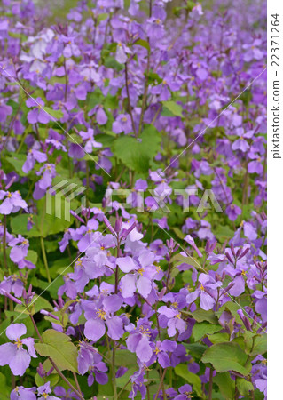 植物·Shokashai Brassicaidae 植物·Shokashai Brassicaidae 22371264