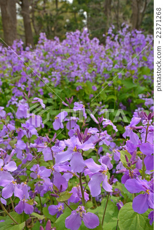 植物·Shokashai Brassicaidae 植物·Shokashai Brassicaidae 22371268