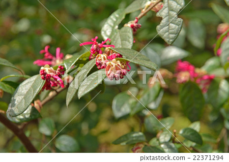 Tree · safflower Tokiwamansaku Mangsaku 22371294
