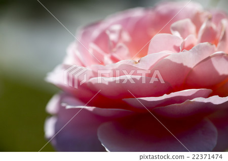 Nakanoshima玫瑰園的桃紅色玫瑰在北區大阪市大阪府 22371474