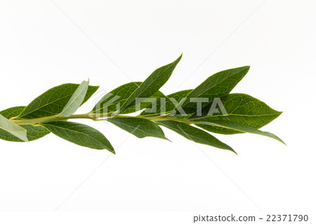 藍莓枝葉：藍莓枝 22371790